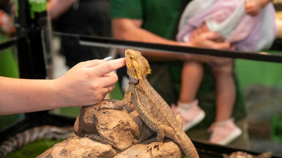 Canberra Reptile Zoo
