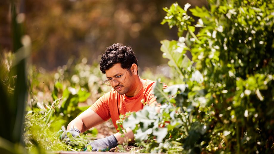 ANU Kitchen Garden 