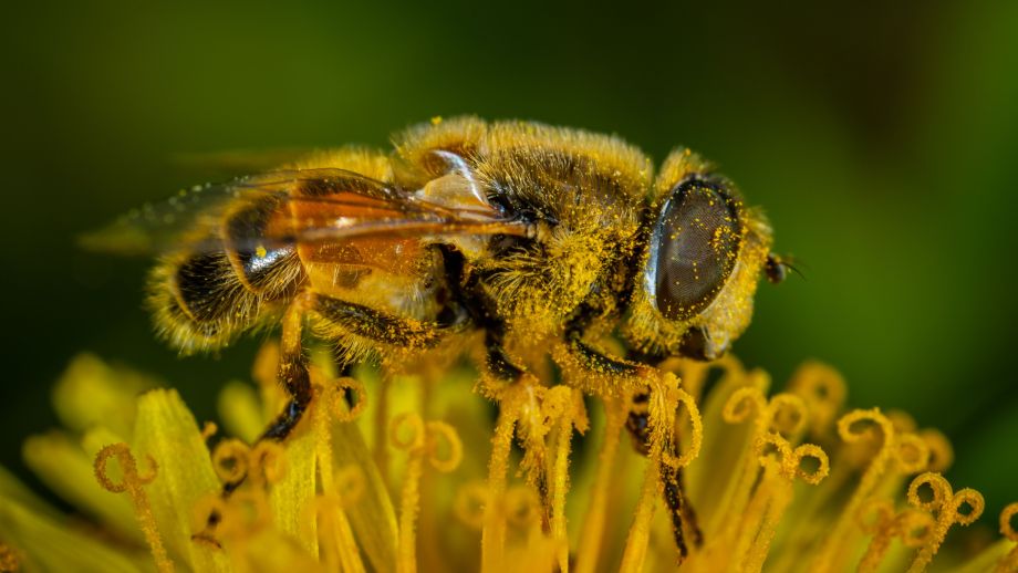 Close up image of a been on a flower