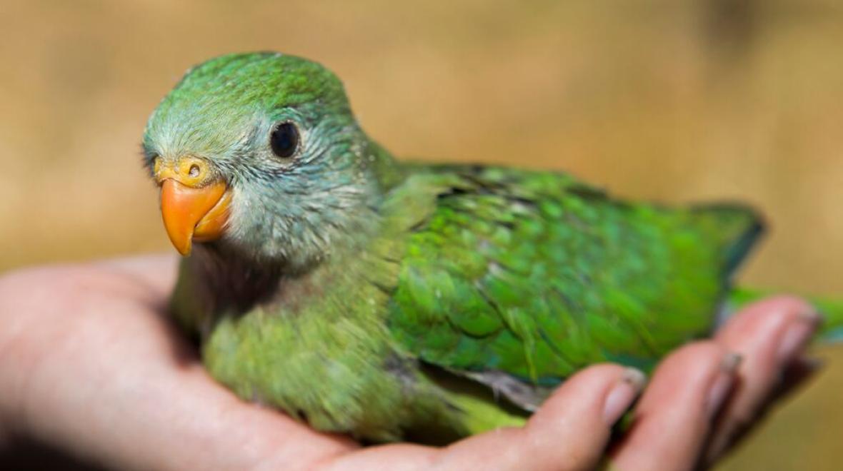 superb baby