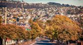A tree-lined road leading to suburban houses on a hill.