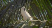 Salmon-crested cockatoo sitting on a tree branch.